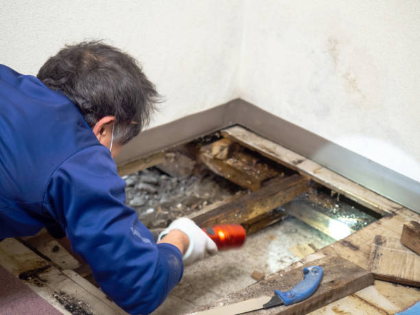Best Mold Testing and Inspection Services in Herculaneum, MO