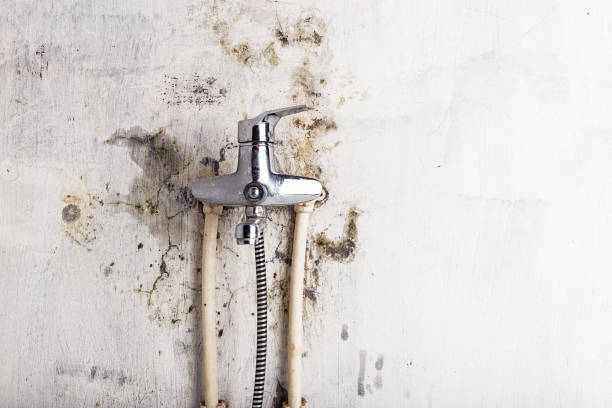Best Commercial Mold Remediation in Herculaneum, MO