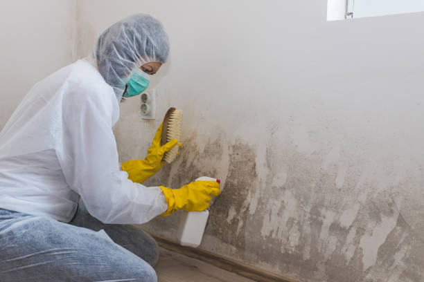 Best Basement Mold Remediation in Herculaneum, MO