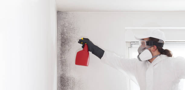 Best Emergency Mold Remediation in Herculaneum, MO