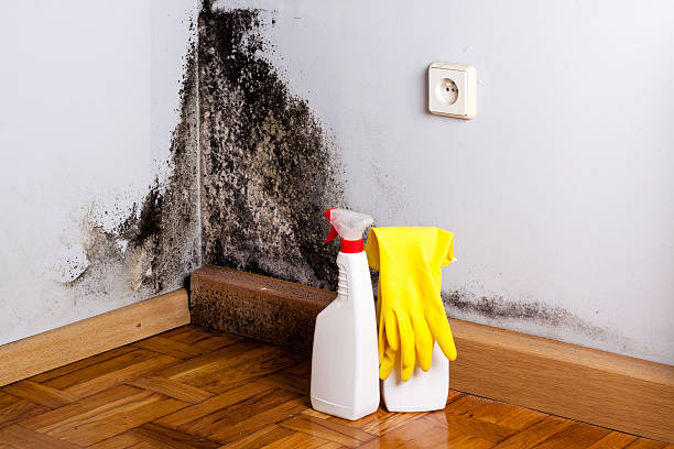Best Kitchen Mold Remediation in Herculaneum, MO