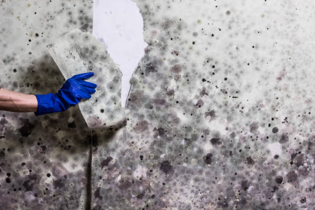 Best DIY Mold Remediation Support Services in Herculaneum, MO