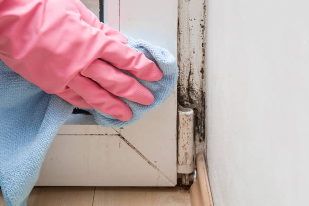 Best Mold Remediation for Specific Building Types in Herculaneum, MO